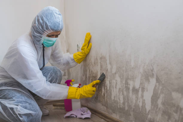 Best Residential Mold Removal  in Belle Isle, FL