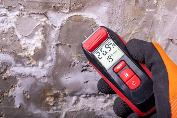Best Commercial Mold Removal  in Belle Isle, FL