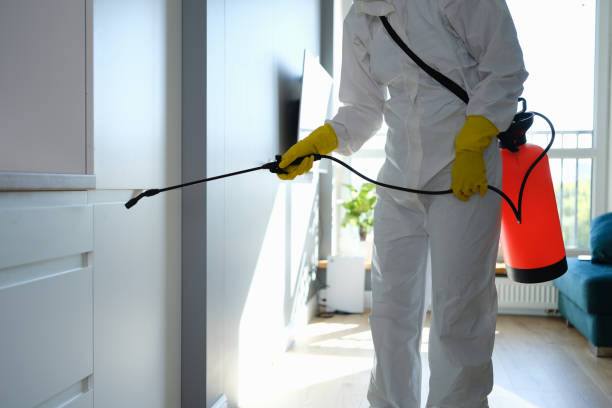 Office Mold Removal Services in Belle Isle, FL