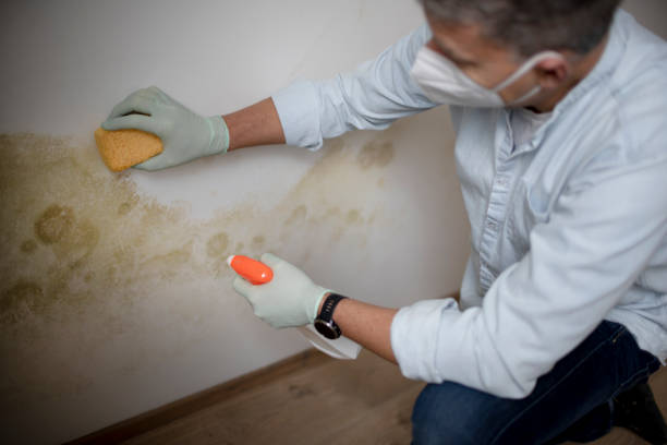 Best Attic Mold Removal  in Belle Isle, FL