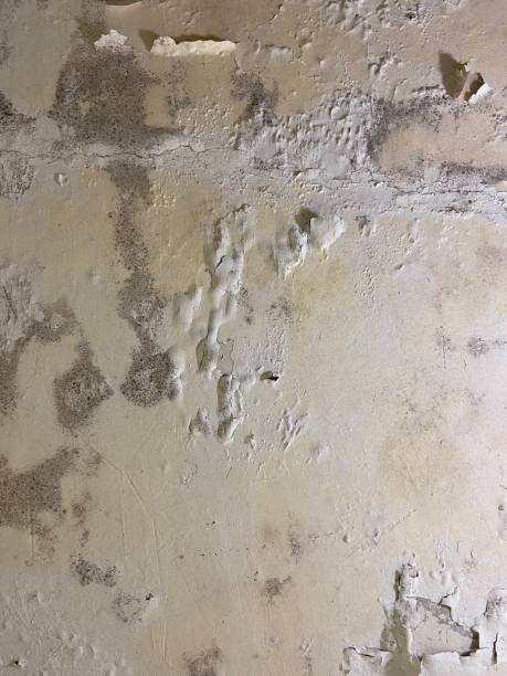 Best Crawl Space Mold Removal  in Belle Isle, FL