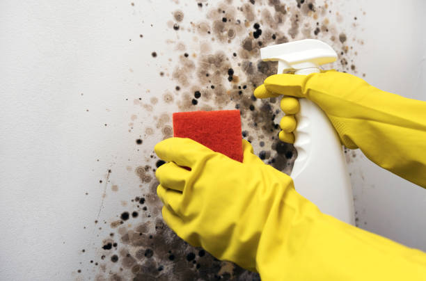 Best Toxic Mold Removal  in Belle Isle, FL