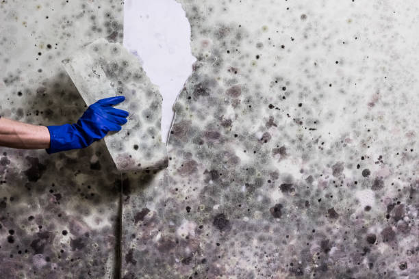 Best Office Mold Removal Services  in Belle Isle, FL
